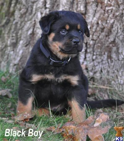 Puppies in OR